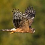 Hen Harriers Disappearing