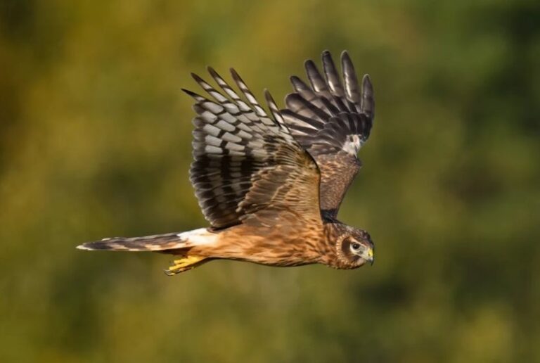 Hen Harriers Disappearing