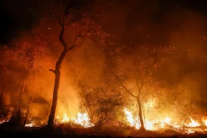 The Worlds Largest Wetland Is Burning