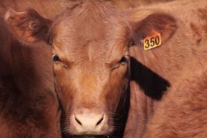 Industrial scale cattle farm