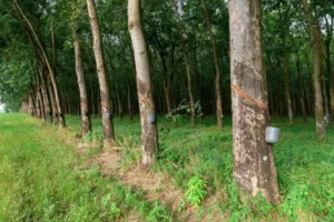 Restoring Amazon rainforest
