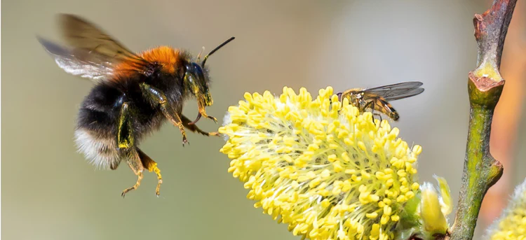 Bumblebee Conservation Trust