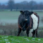 The Future of Beef in our Diet - About Earth and Leaf
