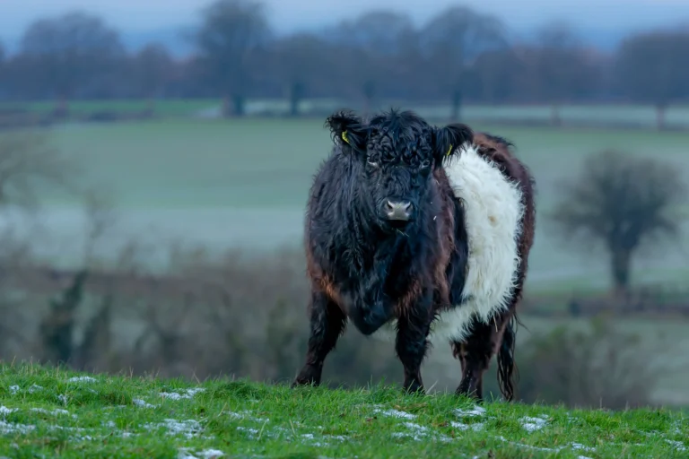 The Future of Beef in our Diet