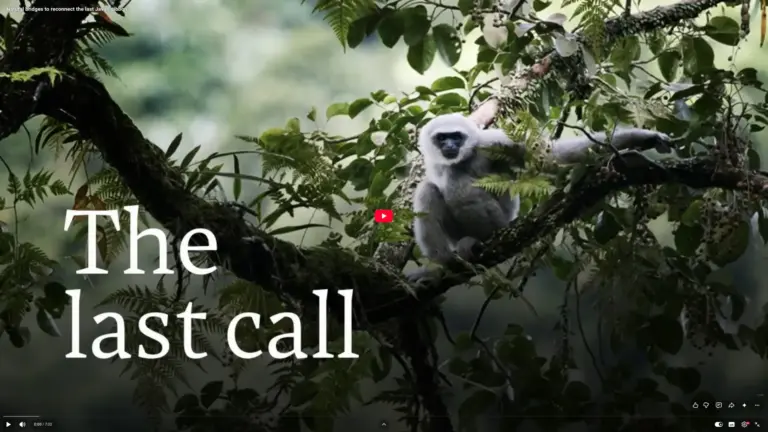 Natural bridges to reconnect the last Javan gibbons