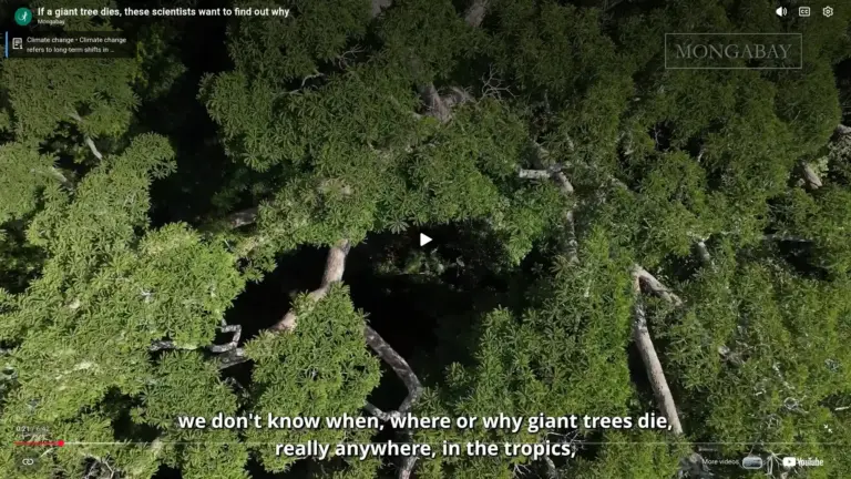The Amazons Biggest Trees are Dying