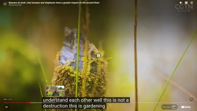 Beavers at Work – Restoring Valuable Wetlands