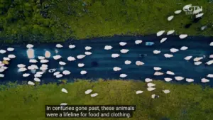 448 icelandsheepkilltrees