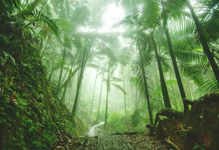 Trees make it rain