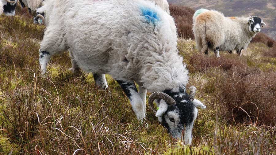 The Hill Sheep Sector