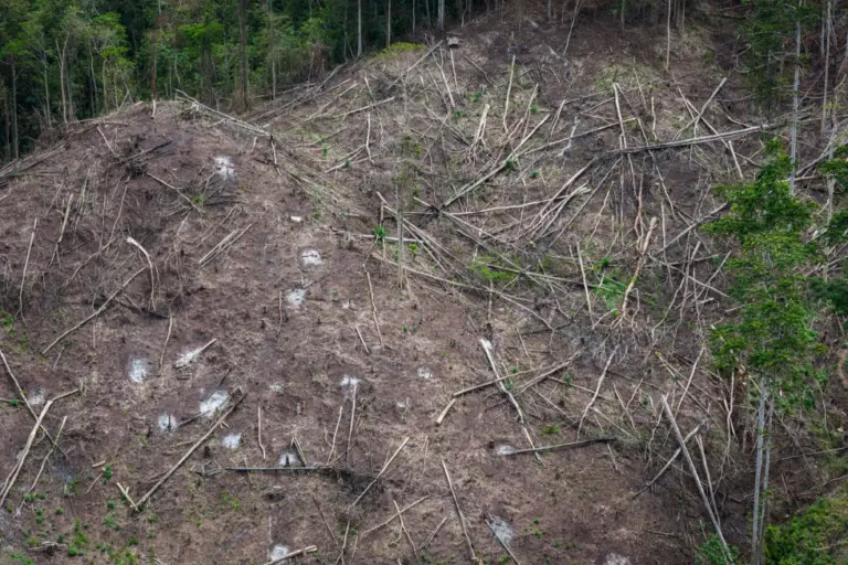 Biomass Energy