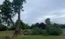 End of an ancient tree