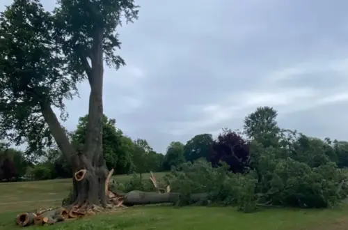 End of an ancient tree