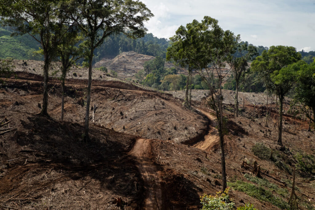 Indonesia biomass zone for Japan and S. Korea energy razes rainforest in Sulawesi