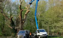 The Enfield Oak