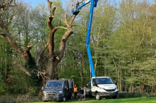 The Enfield Oak