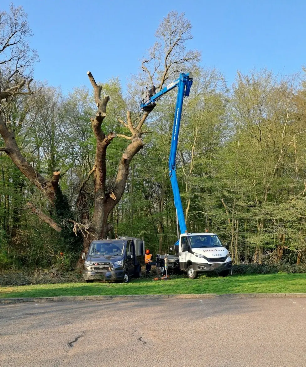 The Enfield Oak