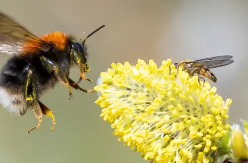 science first and foremost