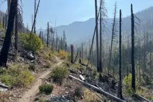 Burying Dead Trees