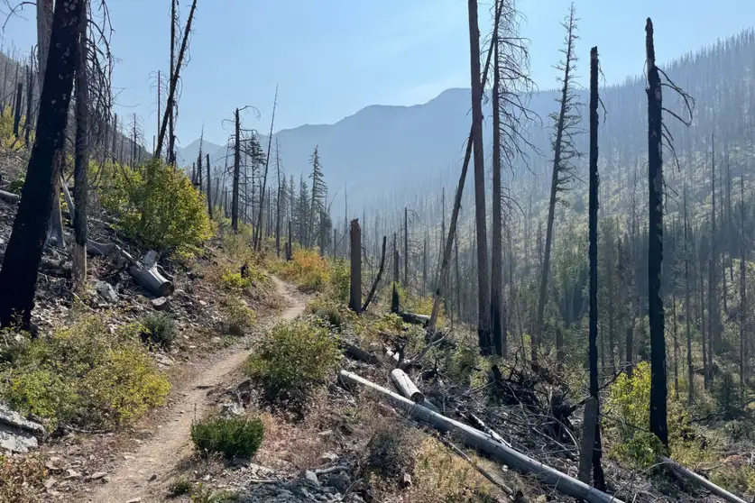 Burying Dead Trees