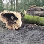 Dead Trees