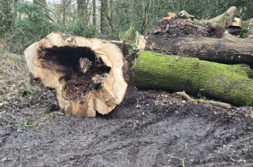 Dead Trees