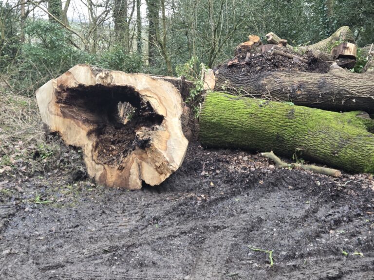Dead Trees
