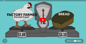A Tale of Two Chickens