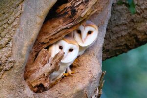 Barn Owls